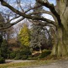   Autor: mat. Arboretum Wojsławice