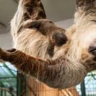   Autor: Zoo Wrocław