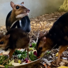 Wrocław: Urodził się myszojeleń. Zoolodzy chcieliby, żeby to był chłopak  Autor: Zoo...