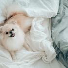 Miejsce 4. Szpic miniaturowy pomeranian. To jedna z najstarszych ras psów. Teraz...