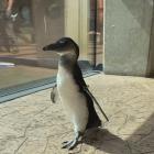   Autor: ZOO Wrocław