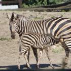   Autor: Materiały prasowe/wrocławskie zoo