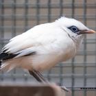   Autor: Materiały prasowe/wrocławskie zoo