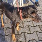 Jack. Ok. 8-letni jagdterier. Do schroniska trafił jako znaleziony. Jest psem miłym,...