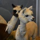 Dolnośląskie Targi Zoologiczne  Autor: Kinga Mierzwiak