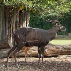   Autor: ZOO Wrocław