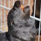 Zoo Wrocław: Słodki maluch coraz częściej pokazuje się publiczności  Autor: Zoo Wrocław