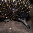   Kolczatka australijska   
  

 Kolczatka wygląda jak połączenie jeża,...