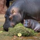   Autor: ZOO Wrocław