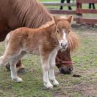 Bezpłatne ZOO na Dolnym Śląsku - tylko godzinę drogi od Wrocławia  Autor: Zoo Lubin