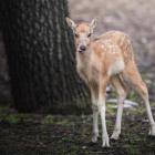   Autor: ZOO Wrocław