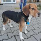 Lucky to 6-miesięczny psiak w typie beagla. Do schroniska oddał go właściciel, który...