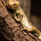   Autor: Materiały prasowe/wrocławskie zoo
