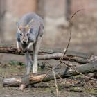   Autor: mat. ZOO Wrocław