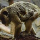   Autor: ZOO Wrocław
