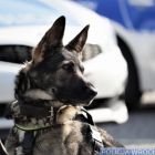   Autor: Wrocławska Policja