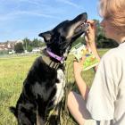  Nagroda podczas treningu &ndash; Green Petfood Loopies dla psa 
