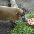 Petunia - świnia rzeczna / fot. ZOO Wrocław