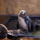 Młode pingwiny uczą się pływać / fot. ZOO Wrocław