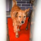 Molly to ok. 2-letnia mała długowłosa suczka. Do schroniska przyjechała z Ukrainy....