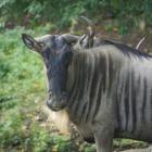 Gnu białobrode  Autor: ZOO Wrocław