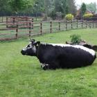 Bezpłatne ZOO na Dolnym Śląsku - tylko godzinę drogi od Wrocławia  Autor: Zoo Lubin