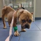 Suczka rasy american bully potrzebuje pilnej pomocy  Autor: Ekostraż