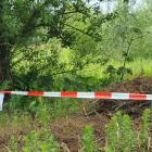 Trująca roślina znów pojawiła się we Wrocławiu. Jest naprawdę niebezpieczna  Autor: SM...