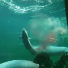   Autor: ZOO Wrocław