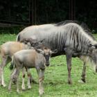 Gnu białobrode  Autor: ZOO Wrocław