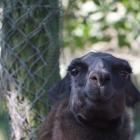   Autor: Materiały wrocławskiego zoo