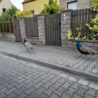 Pawie na ulicy Porębskiej  Autor: Grzegorz Janicki