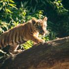   Autor: Wrocławskie zoo