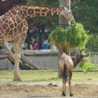 ZOO Wrocław, ul. Wróblewskiego 1 - na zniżki mogą liczyć emeryci, renciści i...
