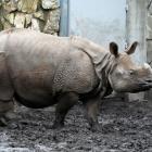 Maruška przed porodem  Autor: ZOO Wrocław