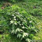 Leśna plantacja zlikwidowana. Młodzi plantatorzy trafili do aresztu  Autor: Policja...