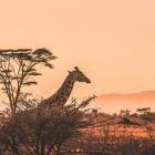 Zachwycajace krajobrazy Serengeti w Tanzanii