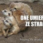   Autor: ZOO Wrocław