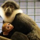   Autor: ZOO Wrocław