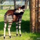   Autor: ZOO Wrocław