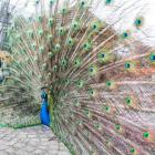   Autor: Zoo w Lubinie