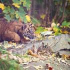   Autor: ZOO Wrocław