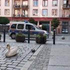   Autor: Straż Miejska Wrocławia