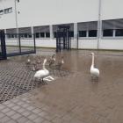   Autor: MPWiK Wrocław