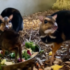 Wrocław: Urodził się myszojeleń. Zoolodzy chcieliby, żeby to był chłopak  Autor: Zoo...