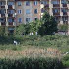 zdjęcie nr 31
