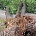 Wrocław: Drzewo runęło na ulicę. Urzędnicy się kłócą, kto jest odpowiedzialny  Autor:...
