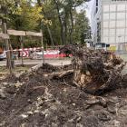 Wrocław na kolanach do deweloperów - radni krytykują ratusz po rzezi drzew  Autor:...