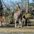 Żyrafy we wrocławskim zoo  Autor: archiwum