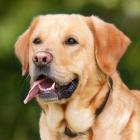 Labrador retriever żyje średnio 11 lat i 9 miesięcy  
 Zobacz następne rasy na...